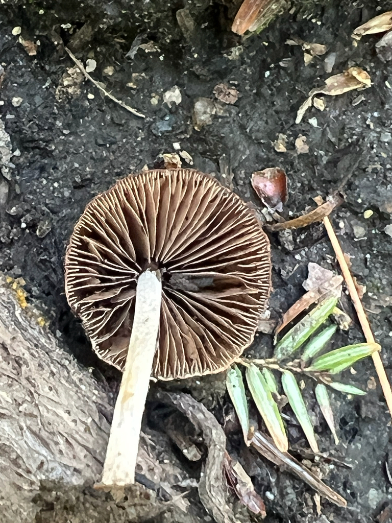 Common Gilled Mushrooms and Allies