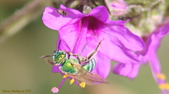 Agapostemon angelicus