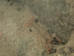 Cambarus bartonii bartonii