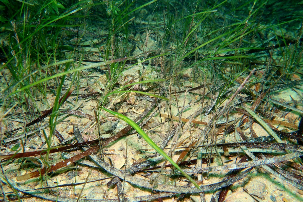 Tubemouth (Siphonognathus argyrophanes) — Odacidae