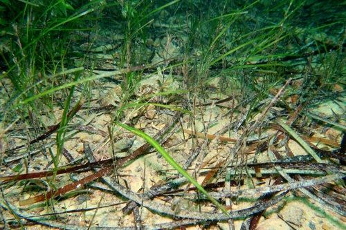 Tubemouth (Siphonognathus argyrophanes) — Odacidae
