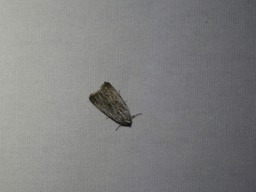 iNaturalist observation photo of Fine-lined Sallow