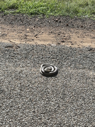 Eastern Brown Snake sighting