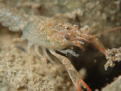 Cambarus bartonii bartonii