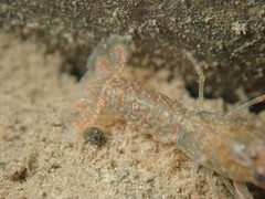 Cambarus bartonii bartonii