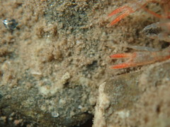 Cambarus bartonii bartonii