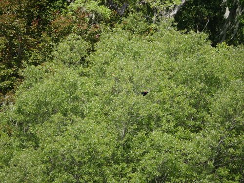 iNaturalist observation photo of Red-winged Blackbird