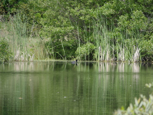 iNaturalist observation photo of North American Coot