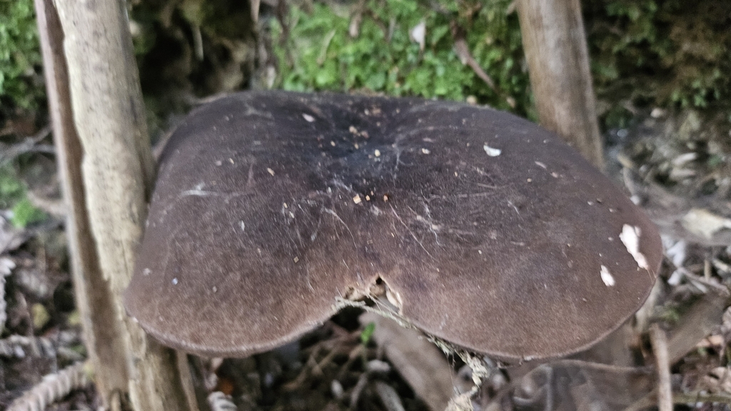 Tylopilus formosus · May 2025 · photo: © charliethomas (iNaturalist, cc0)