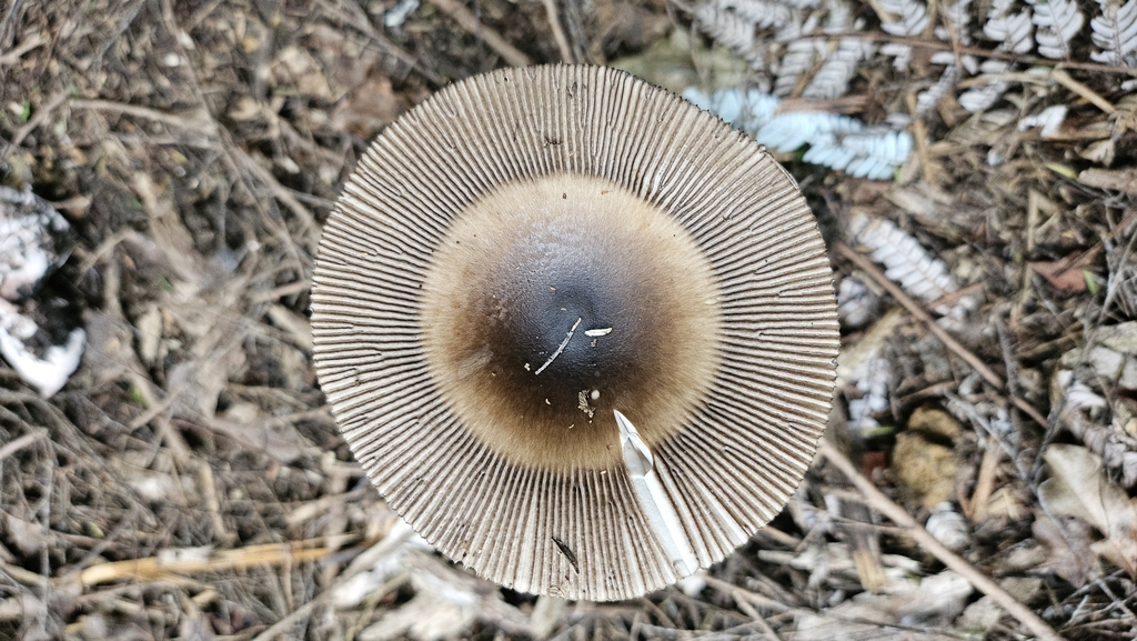 Amanita pekeoides · May 2025 · photo: © charliethomas (iNaturalist, cc0)