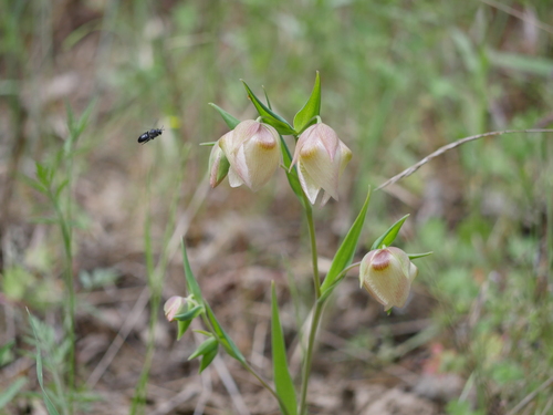 iNaturalist observation photo of White Globe Lily