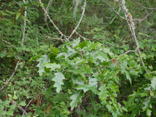 iNaturalist observation photo of California black oak