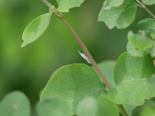 iNaturalist observation photo of Speckled Honeysuckle Moth