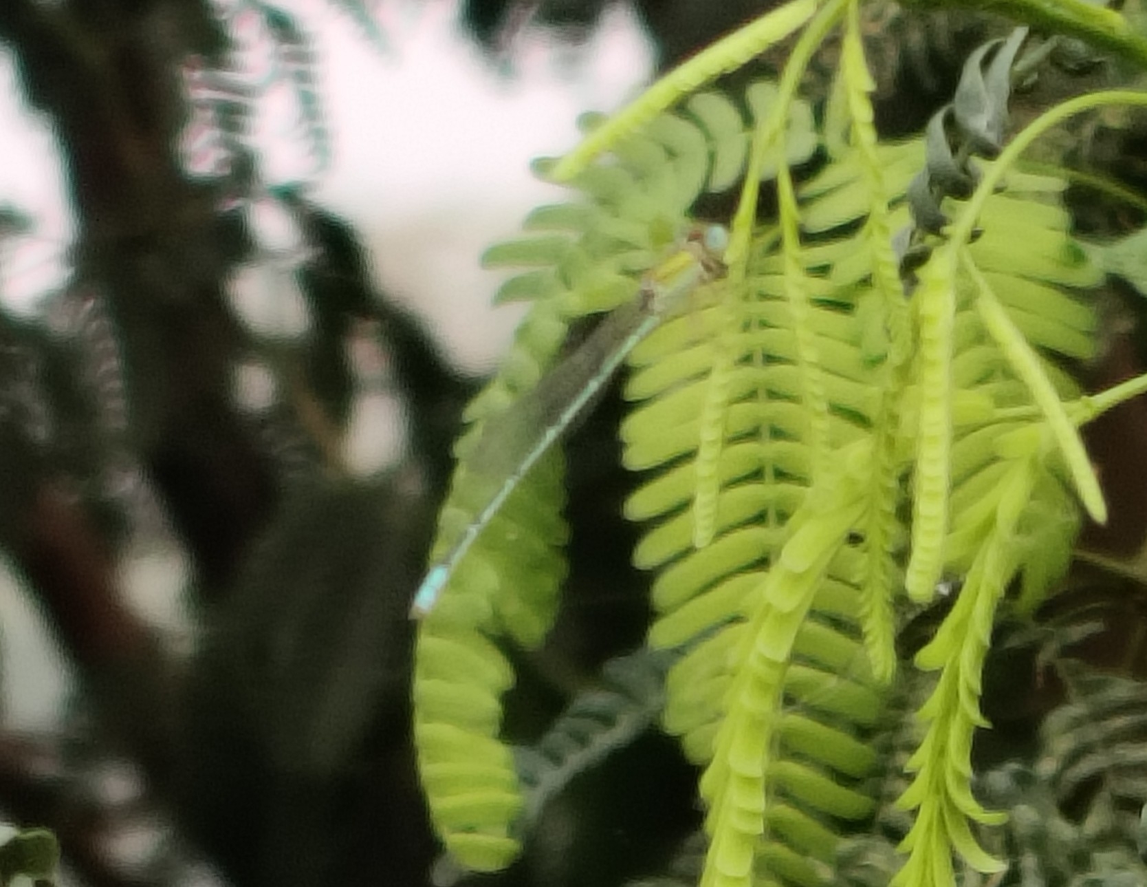 Three-Lined Sprite