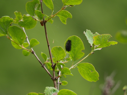 iNaturalist observation photo of Butterflies and Moths