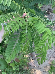 Amorpha fruticosa