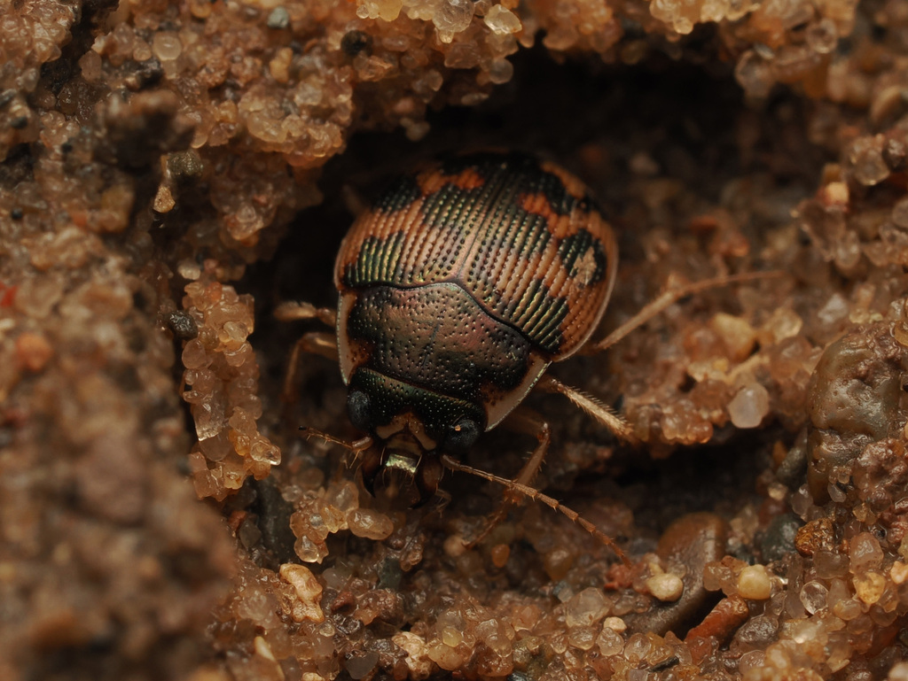 American Round Sand Beetle