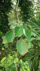 Homalanthus fastuosus