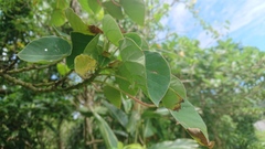 Homalanthus fastuosus