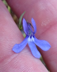 Lobelia anatina
