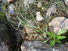Lobelia anatina