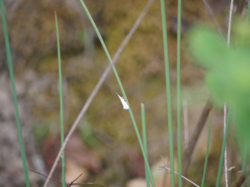 iNaturalist observation photo of Speckled Honeysuckle Moth