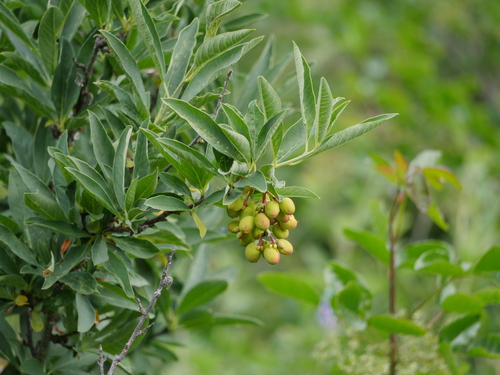 iNaturalist observation photo of Osoberry