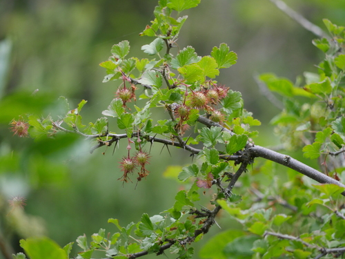 iNaturalist observation photo of hillside gooseberry