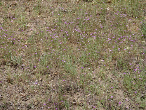 iNaturalist observation photo of slender clarkia