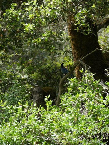 iNaturalist observation photo of Steller's Jay