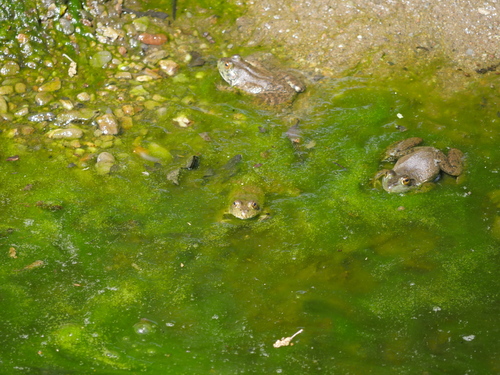 iNaturalist observation photo of American Bullfrog