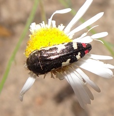 Acmaeodera amabilis