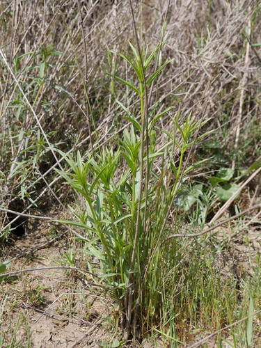 iNaturalist observation photo of narrowleaf milkweed
