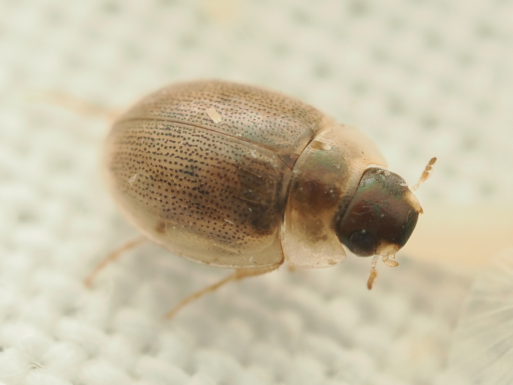 Laccobius teneralis