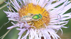 Agapostemon angelicus