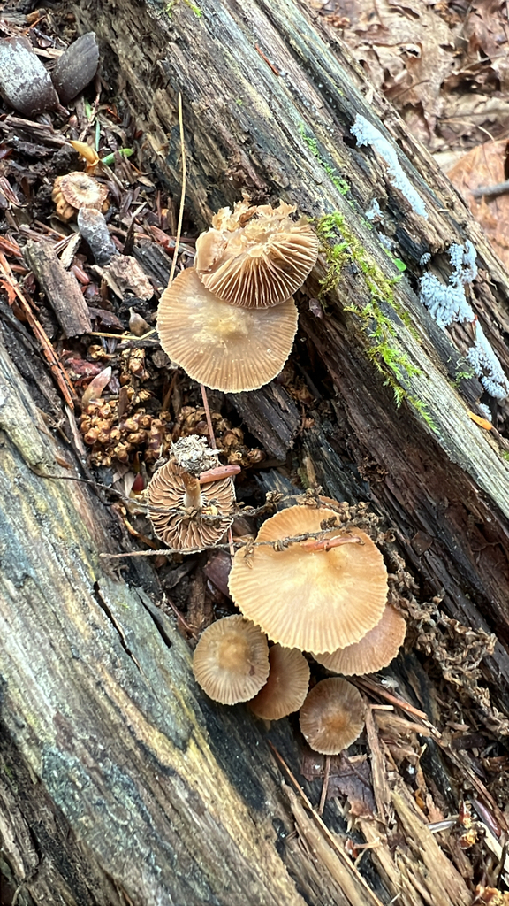 Common Gilled Mushrooms and Allies