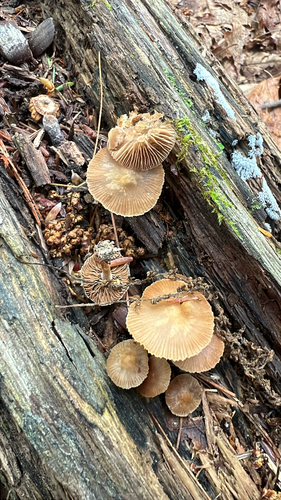 Common Gilled Mushrooms and Allies