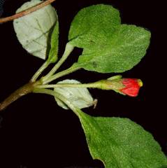 Pachycaulos nummularia