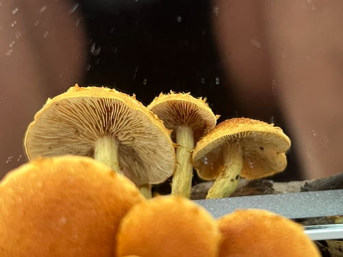 Agaricineae