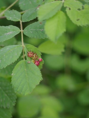 iNaturalist observation photo of Spiny Leaf Gall Wasp