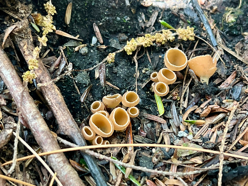 Stalked Bonfire Cup