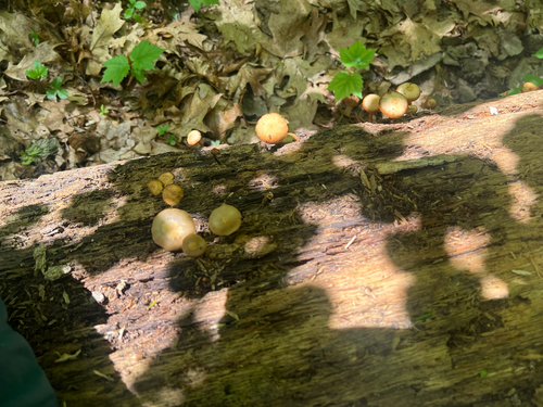 Sheathed Woodtuft