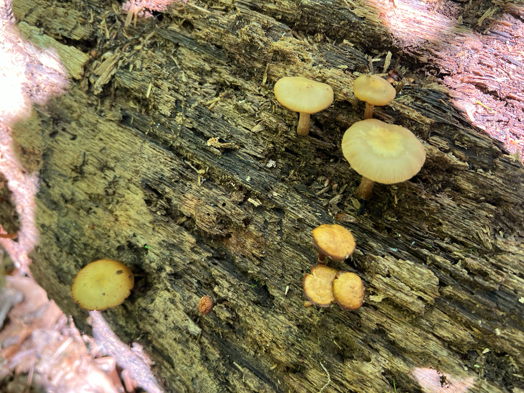 Sheathed Woodtuft