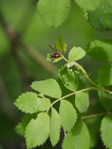 iNaturalist observation photo of Rose Weevils