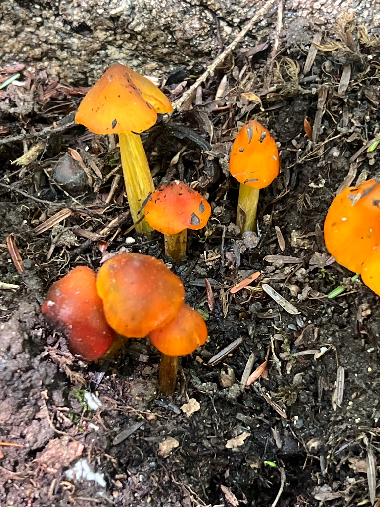 Witch's Hat