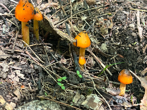 Witch's Hat