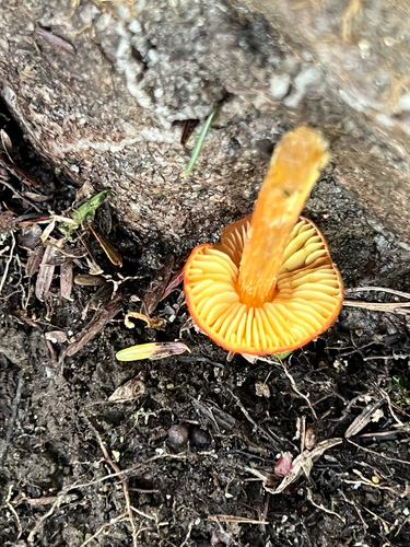 Witch's Hat