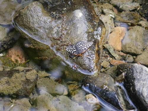 iNaturalist observation photo of Variable Checkerspot