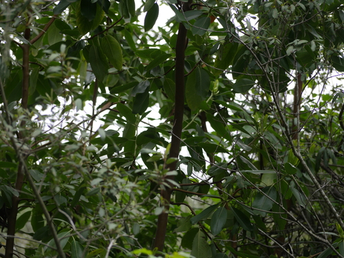 iNaturalist observation photo of Pacific madrone