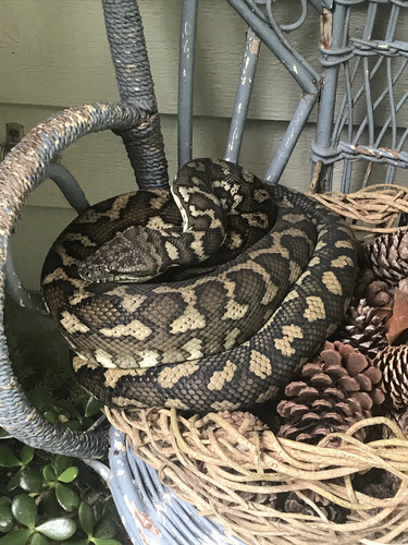 Coastal Carpet Python sighting